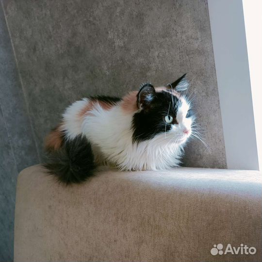 Кошечка Марта