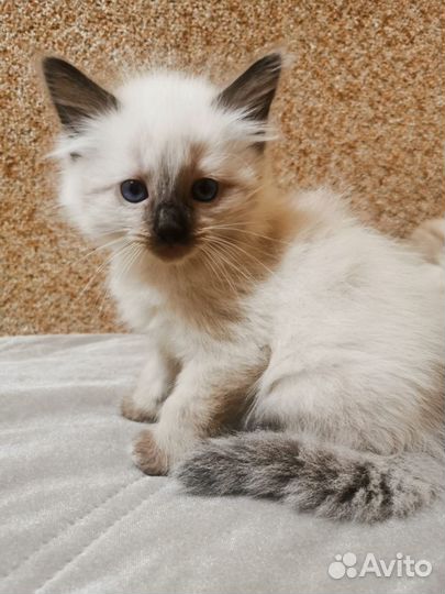 Котята рэгдолл