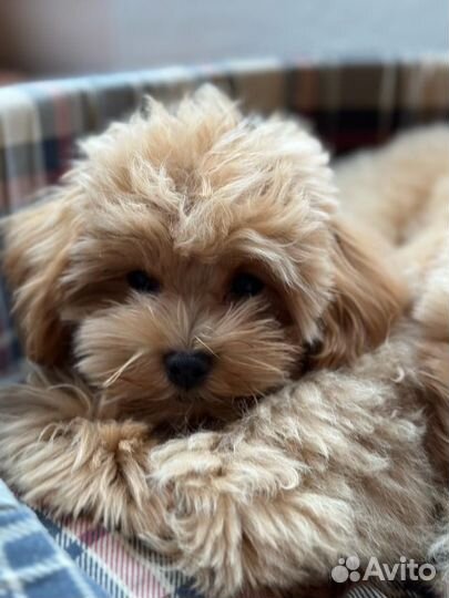 Щенки мальтипу мини