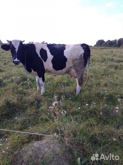 Корова дойная