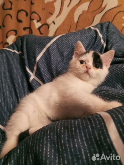 Отдам в добрые руки котят