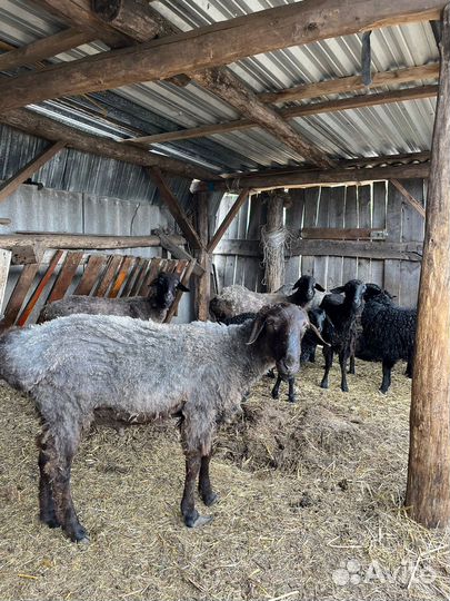 Бараны курдючные