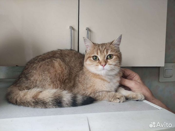 Кошечка Милочка