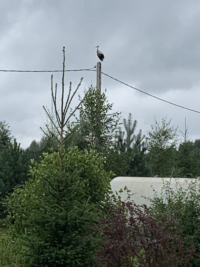 Участок 20 сот. (СНТ, ДНП)