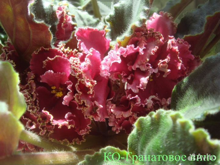 Комнатные цветы фиалки