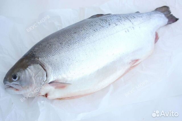 Как называется белая форель. Форель 700гр охлажденная. Белая форель. Морская белая форель. Морская форель охлажденная потрошеная с головой