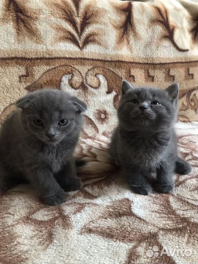 Британские котята