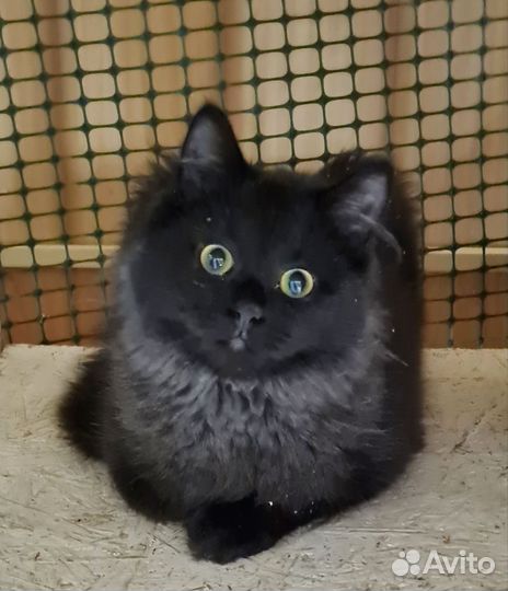Котенок ищет дом