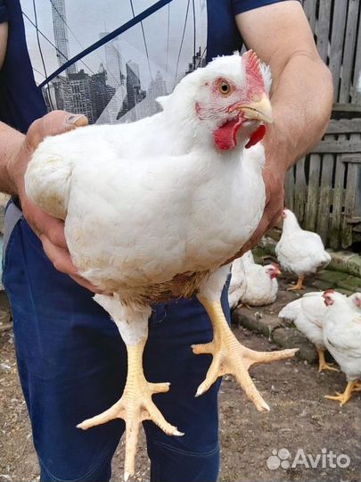 Броллер,Мясо броллера