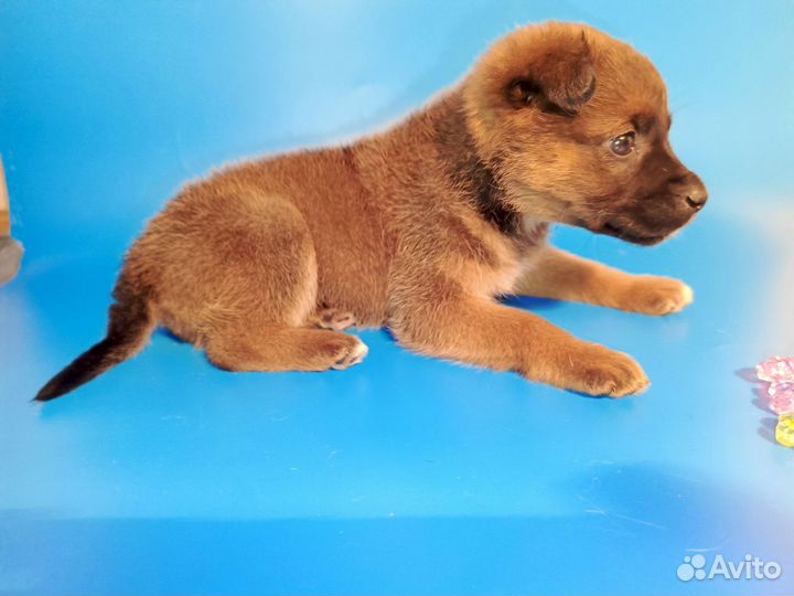 Лялька 2 месяца