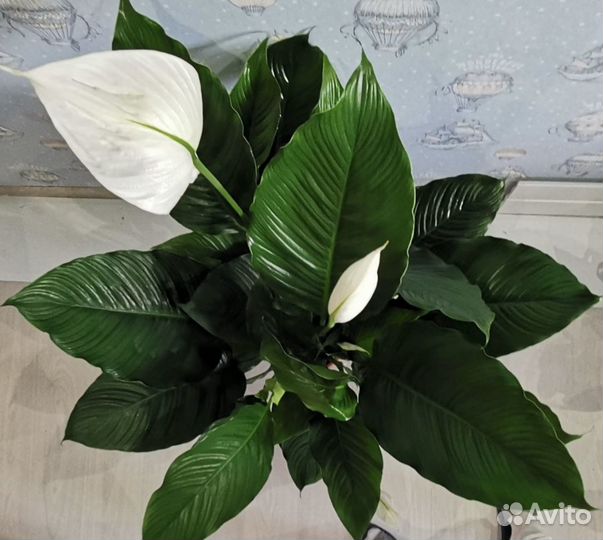 Спатифилум Королевский 24/120см
