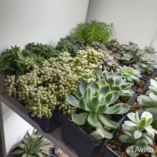 Суккуленты и кактусы