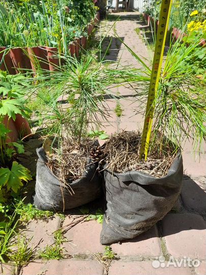 Саженец сибирского кедра, (кедр) 20-30см,уже4 года