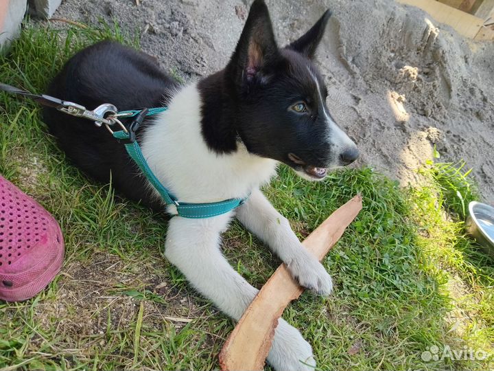 Собака в добрые руки отдам бесплатно