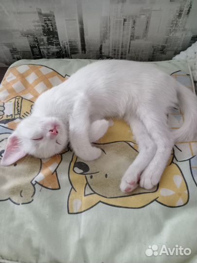 Котята в дар бесплатно