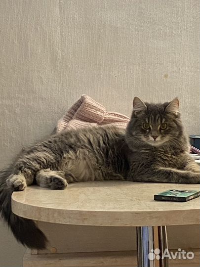 Кошечка в добрые руки