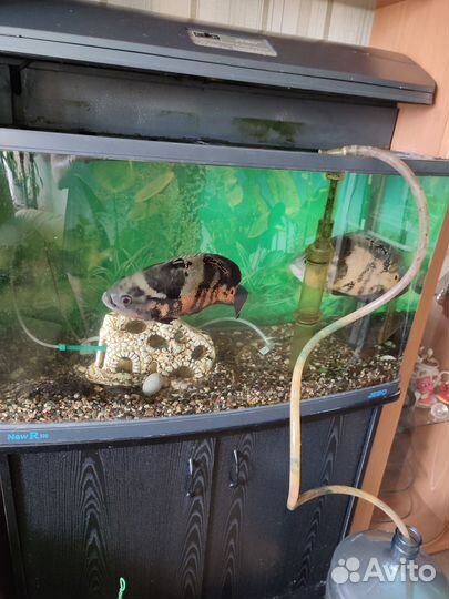 Аквариум jebo 200 л с рыбами полный комплект