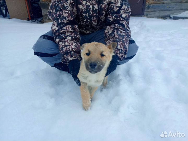 Щенок в добрые руки бесплатно