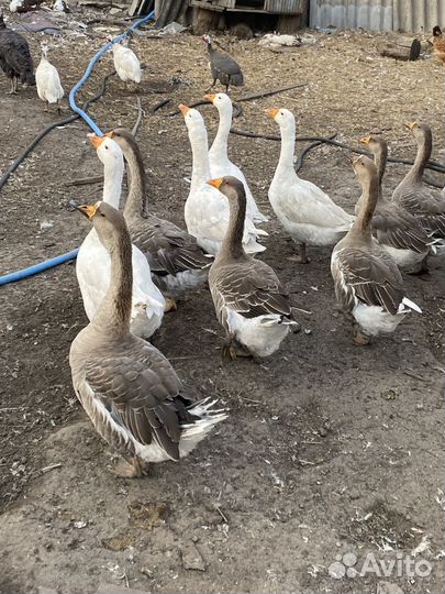 Молодые гусаки