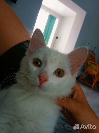 Котёнок бесплатно