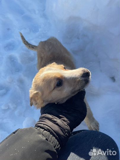 Щенок в добрые руки