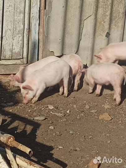 Поросята
