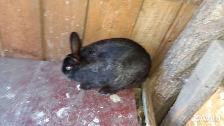 Кролики порода великан черного цв самка и самец