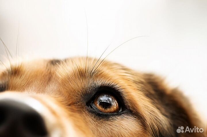 Афина-добрая, семейная собака ищет дом