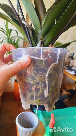 Орхидея фаленопсис