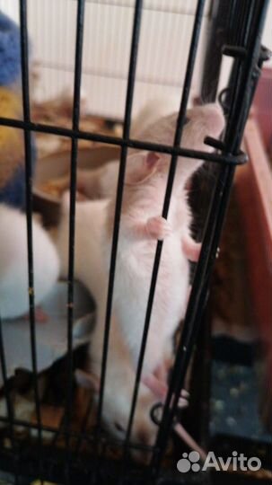 Декоративная крыса в добрые руки