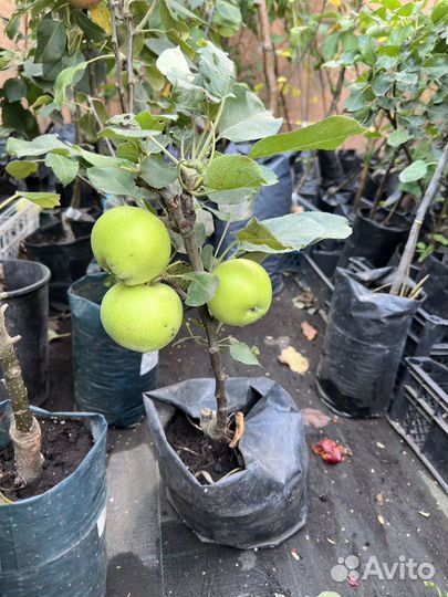 Саженцы плодовых деревьев зкс