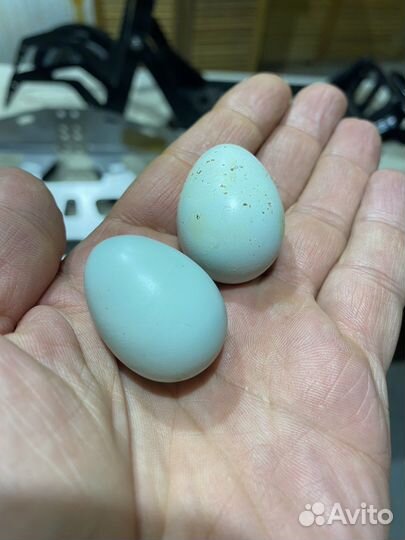 Яйца перепелиные