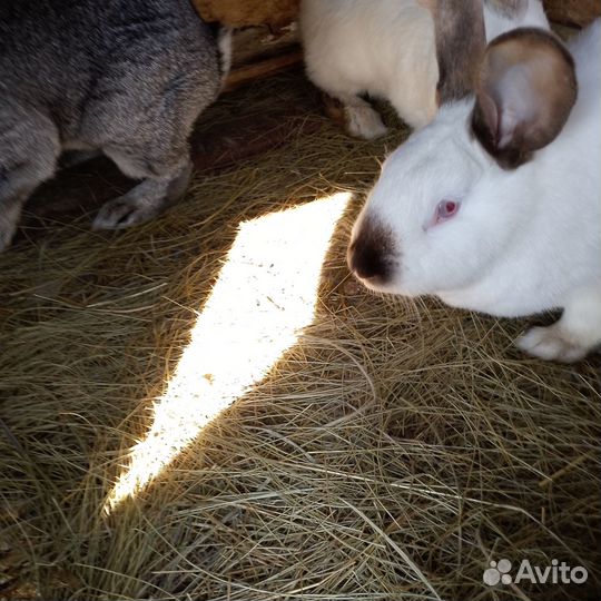 Продаются кролики. Две девочки и один мальчик
