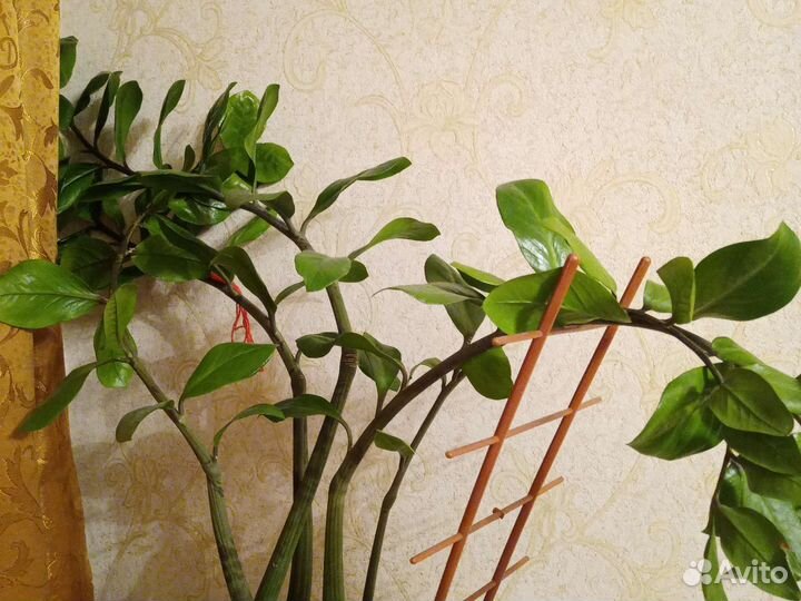 Замиокулькас