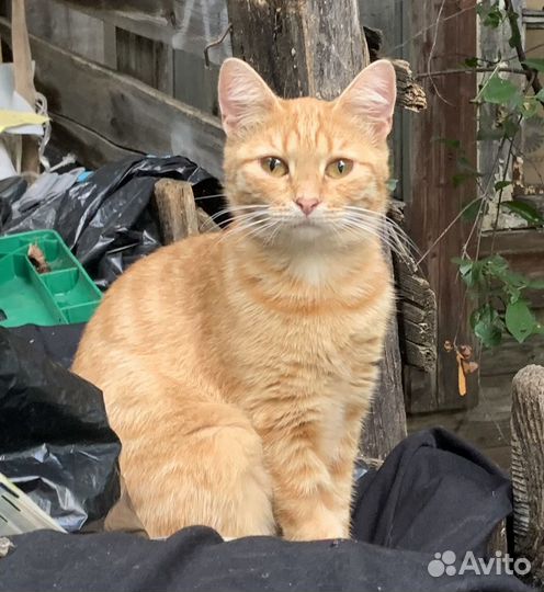 Кошка в дар