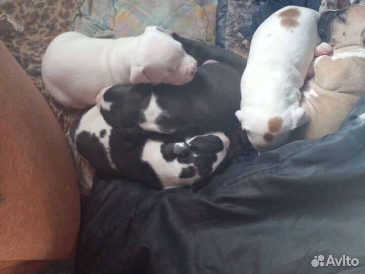 Щенки амстаффа