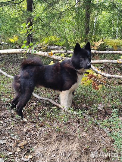 Вязка кобель