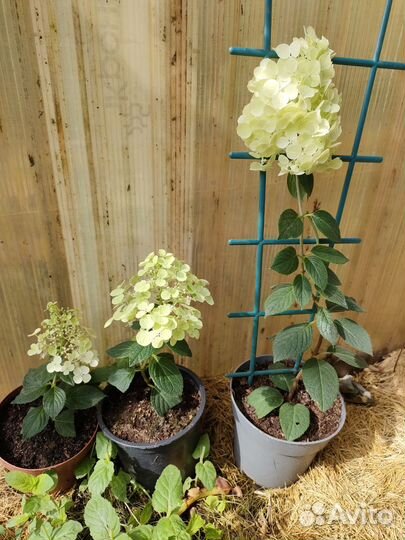 Черенки гортензия 