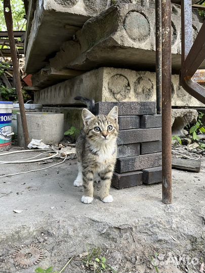 Крошка-кошечка в поисках своего человека