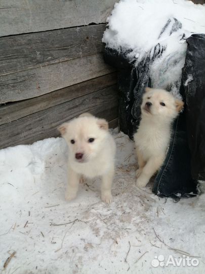 Щенки