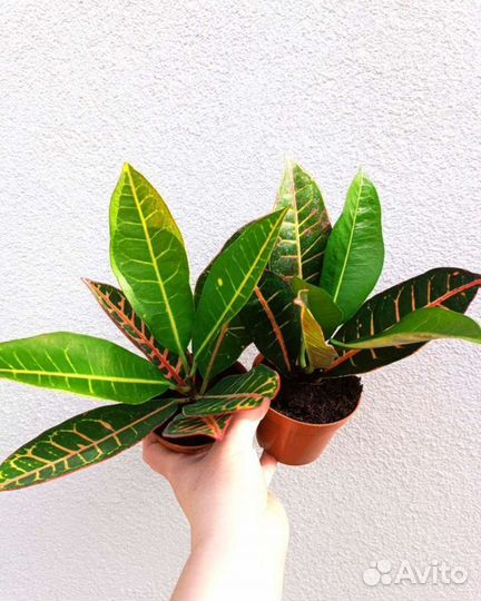 Кротон Мамми/Петра