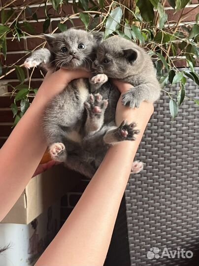 Британская