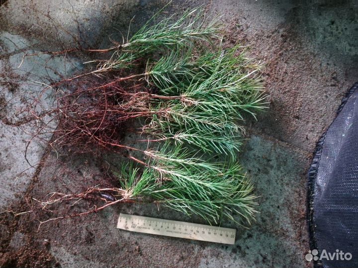 Чернозем с поля,перегной,привезу,1/20куб,мешками