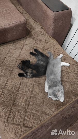 Шотландские котята