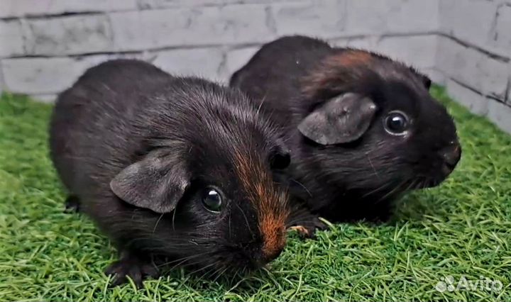 Морские свинки