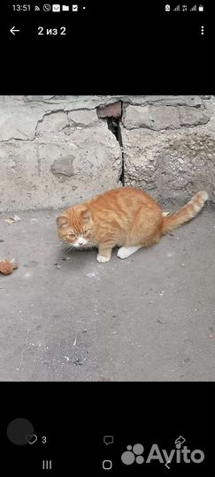 Кот ласковый