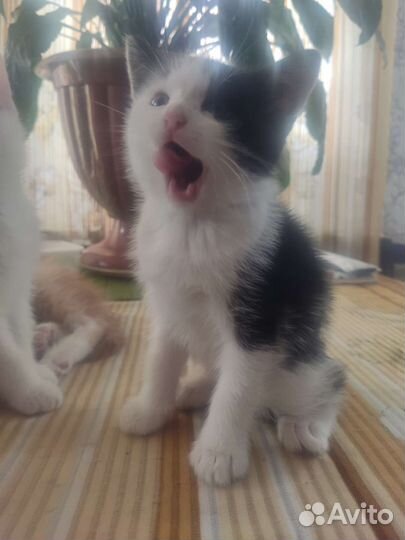 Котята в добрые руки бесплатно