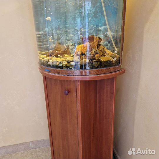 Аквариум с сомиком