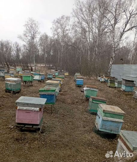 Пчелосемьи