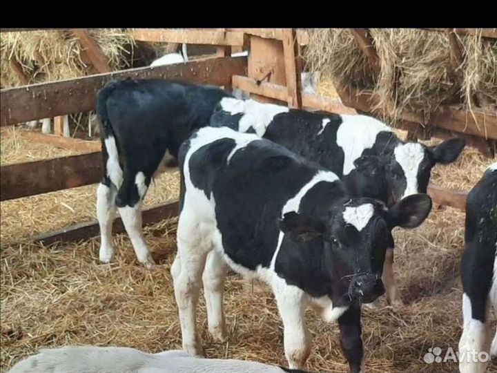Бычки породистые